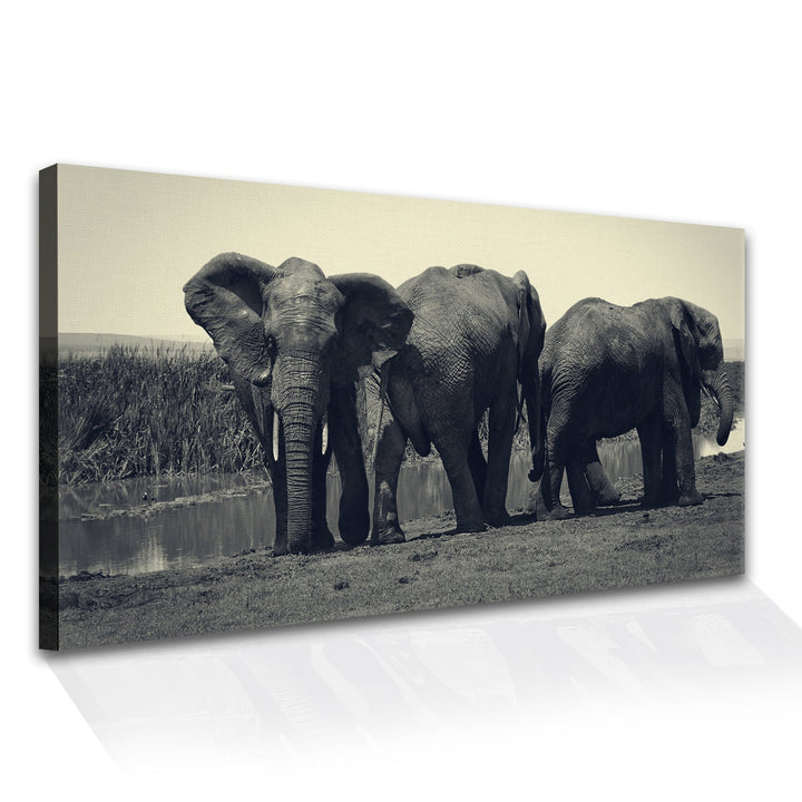 Amazing Wildlife Wall Art. Large Canvas Framed Digital Reprints of Jungle, Wildlife, Animals and Birds. Ready To Hang. Size: 24 Inch x 48 Inch (WBWA36)